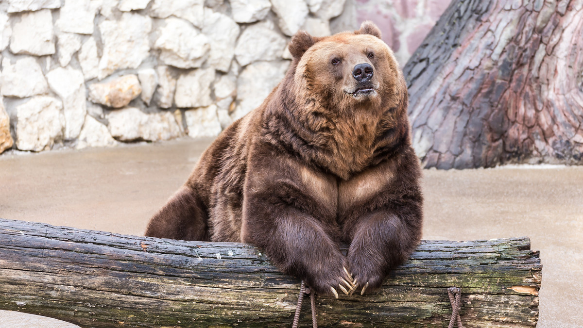 W sobotę po południu w warszawskim zoo pijany mężczyzna wpadł do wybiegu dla niedźwiedzi. Dzisiaj będzie tłumaczył się przed policją.