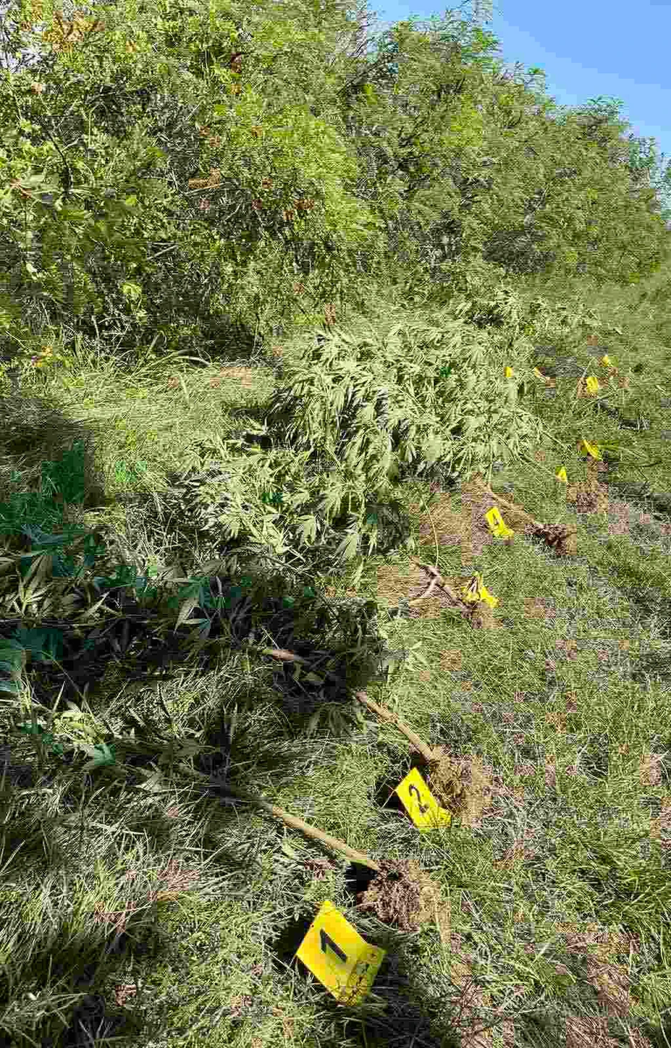 Zaplena droge u Beogradu