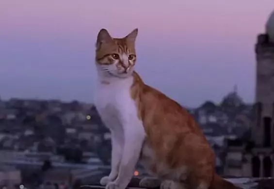 Kochasz koty? Film "Kedi" to najpiękniejszy dokument tego lata