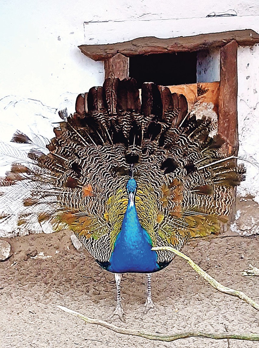Paun je srećan u svojoj "sigurnoj kući"