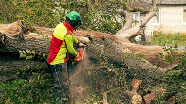 wycinka drzewa na własnej działce bez zezwolenia 2026. jakie kary za wycięcie drzewa bez pozwolenia? kalkulator