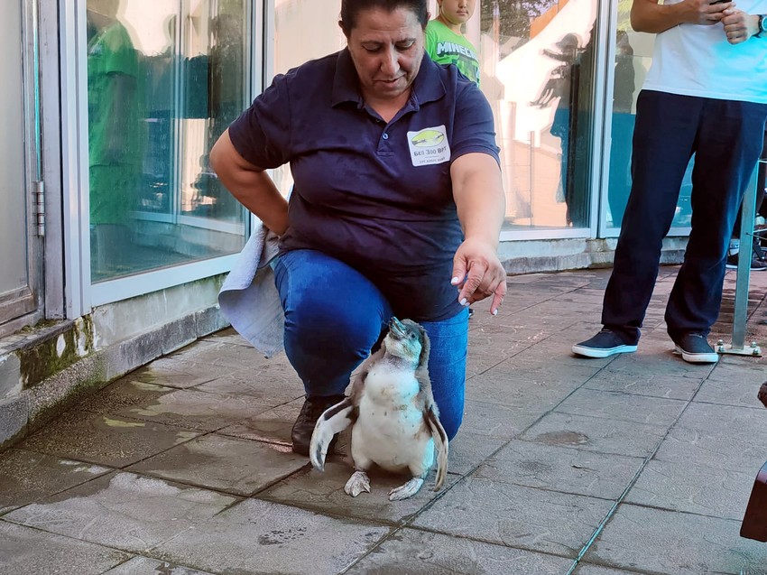 Beba pingvin u Beo zoo vrtu