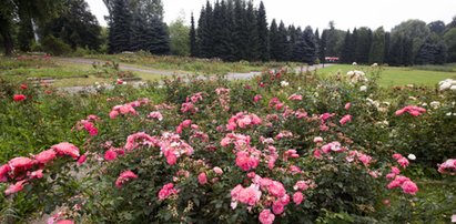 Rosarium w parku Śląskim cieszy oko