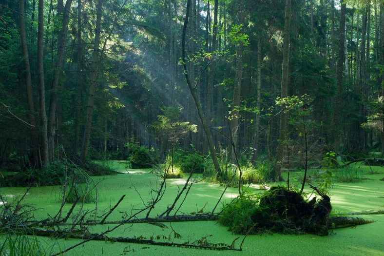 Puszcza Białowieska