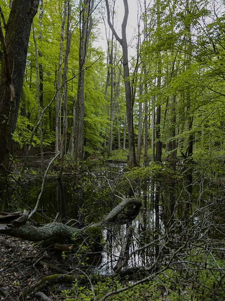 Park Krajobrazowy Wzgórz Dylewskich 