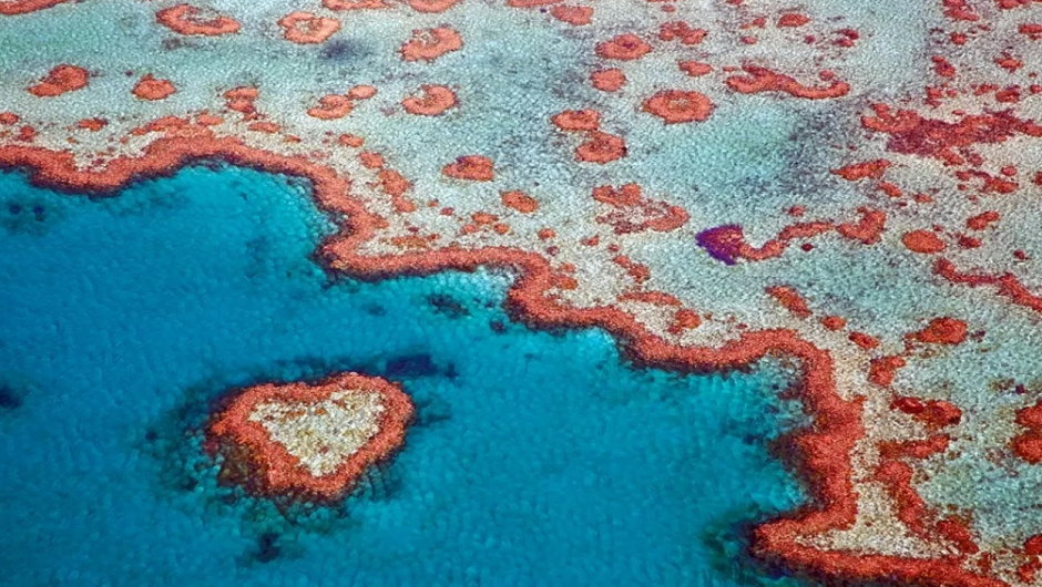 Jak powstała Wielka Rafa Koralowa? fot. arterra/Getty Images