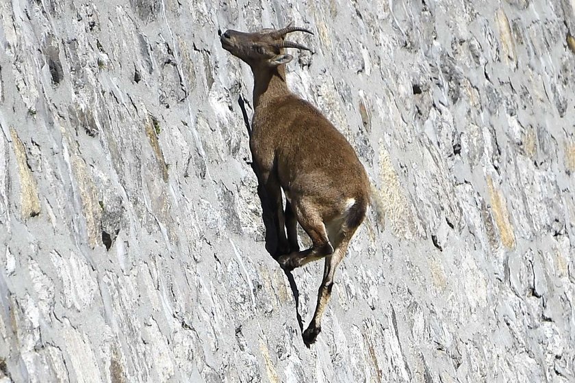 Kozice lepsze niż alpiniści