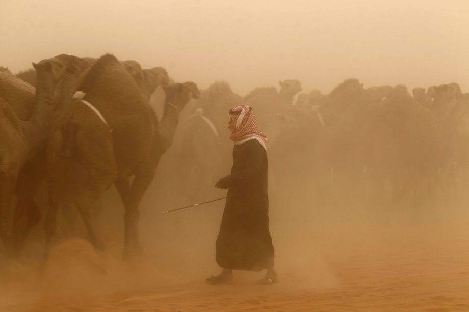 A man leading his camels during the Mazayen al-Ibl competition, to find the most beautiful camel, in the desert region of Um Rgheiba, 248 miles from Riyadh, in 2010.