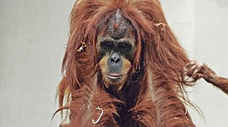 Szenzációs képek az állatkerti orangutánokról
