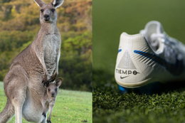 Piłkarze nie będą już kopać "kangurami". Nike i Puma wycofują się z używania skóry tych zwierząt