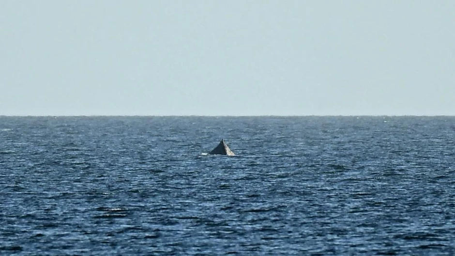 U petak ujutru postalo je jasno da je kit stigao do dubljih voda | Foto: Reuters