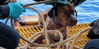 Znaleźli psa... na morzu, 200 kilometrów od brzegu!