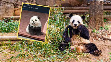 Chińskie zoo w ogniu krytyki. Turyści zapłacili za "psie pandy"