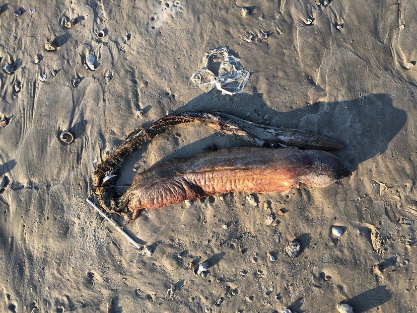 Tajemniczy stwór na plaży w Texas City