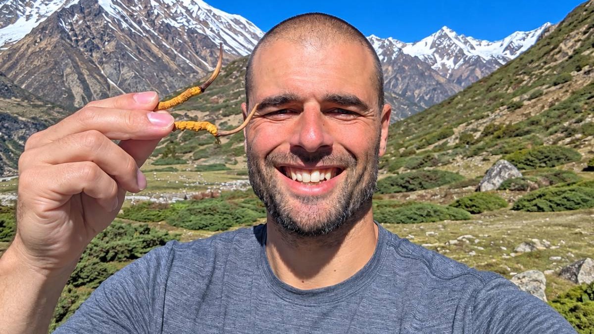 Ce este „Viagra din Himalaya”, ciuperca ce crește din capul unei omizi și costă până la 100.000 de dolari kilogramul