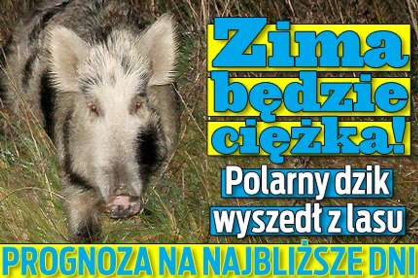 Zima będzie ciężka. Polarny dzik wyszedł z lasu