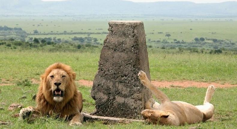 Two African lions lay next to the border mark between Kenya and Tanzania, in a file photo.