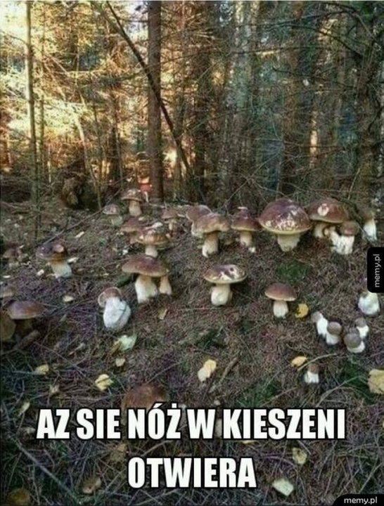 Sezon na grzyby rozpoczęty