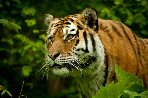 Tygrys zabił pracownicę zoo. "Incydent nie jest traktowany jako podejrzany"