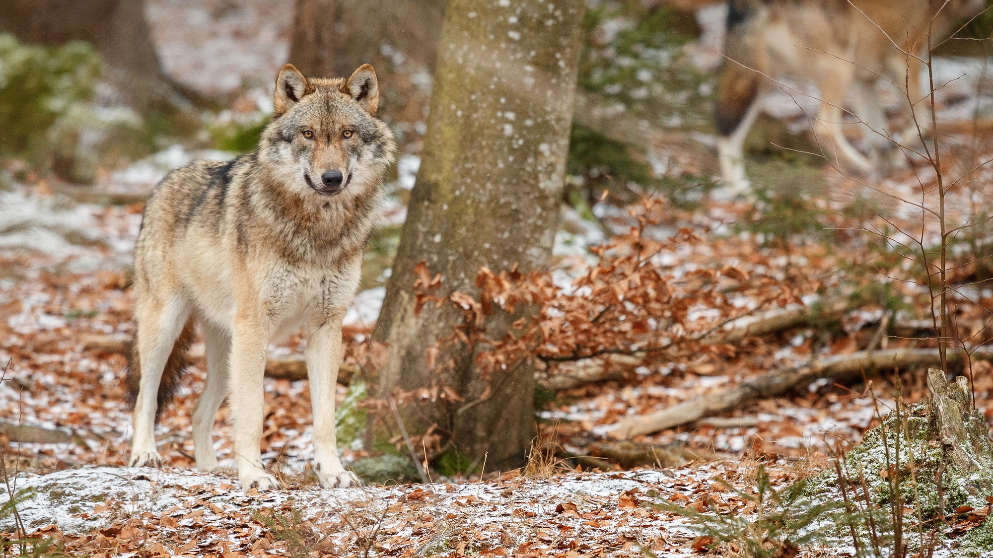 Vlka videli na školskom dvore. (ilustračná foto)