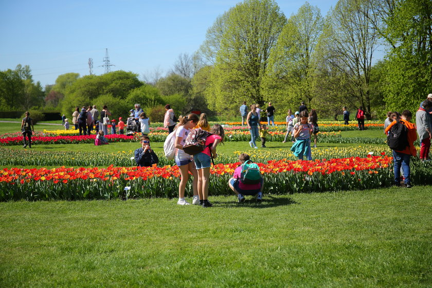 Festiwal tulipanów w Ogrodzie Botanicznym w Łodzi 