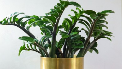 Wsyp to do doniczki i wymieszaj z ziemią. Zamiokulkas przestanie żółknąć i wypuści dużo nowych liści, nawet zimą