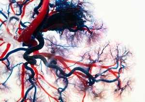 Za funkciju vena, potrebni su disanje i pokret mišića