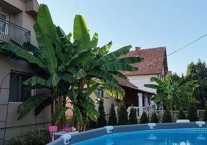 Banana porodice Savić u Obrenovcu