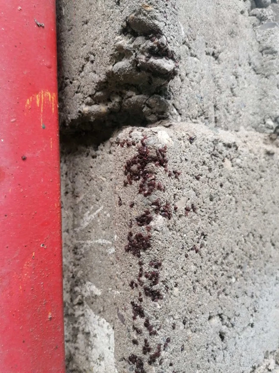 Grozdovi kreplja - grupisani na jednom mestu