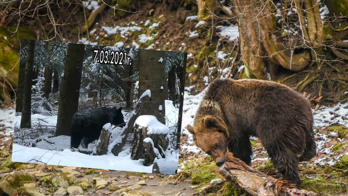 Bieszczady. Tuż obok mężczyzny przeszedł zamyślony niedźwiedź 