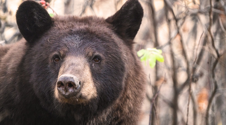 Hatalmas kárt okozott egy medve Hargita megyében egy gazda állatállományába/ Fotó: Northfoto