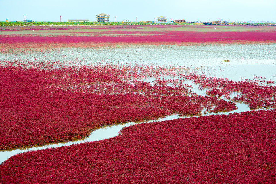 Czerwona Plaża w Panjin, Chiny