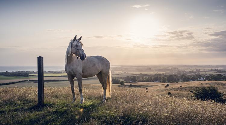 Ági vagyok, 56 éves, és úgy döntöttem, veszek egy lovat... Fotó: Getty Images