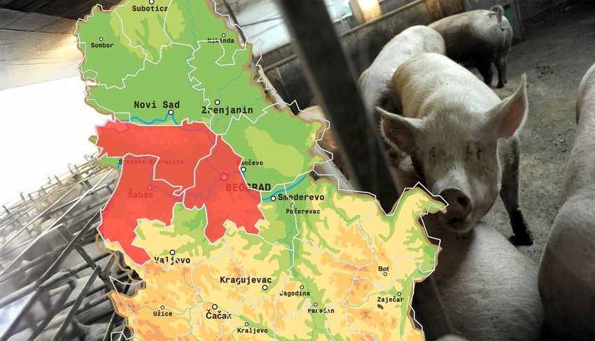 afrička kuga svinja