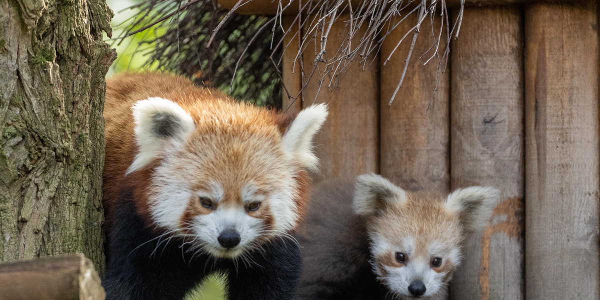 Panda mała poznaje świat 