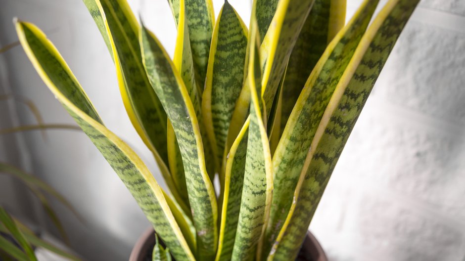 Sansevieria nazywana jest "językiem teściowej" - iluphoto/stock.adobe.com