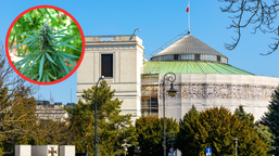 legalizacja marihuany w polsce: 15 g suszu i jedna roślina. sejm zdecyduje