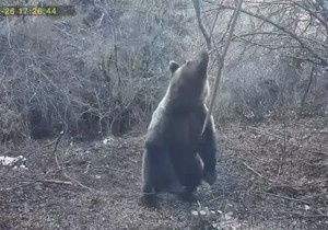 medved na ručku na Tari