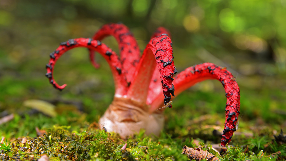 Egzotyczny grzyb pojawił się w polskich lasach. To tzw. "palce diabła"