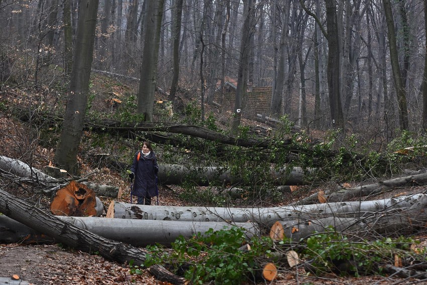 Novi Sad32 poecena suma na Fruskoj gori foto Nenaad Mihajlovic preview