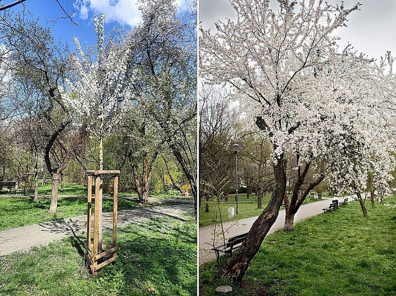 źródło: bo.um.warszawa.pl