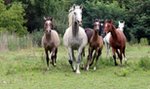 Ktoś zastrzelił konia wartego fortunę! Wypadek czy celowe działanie?