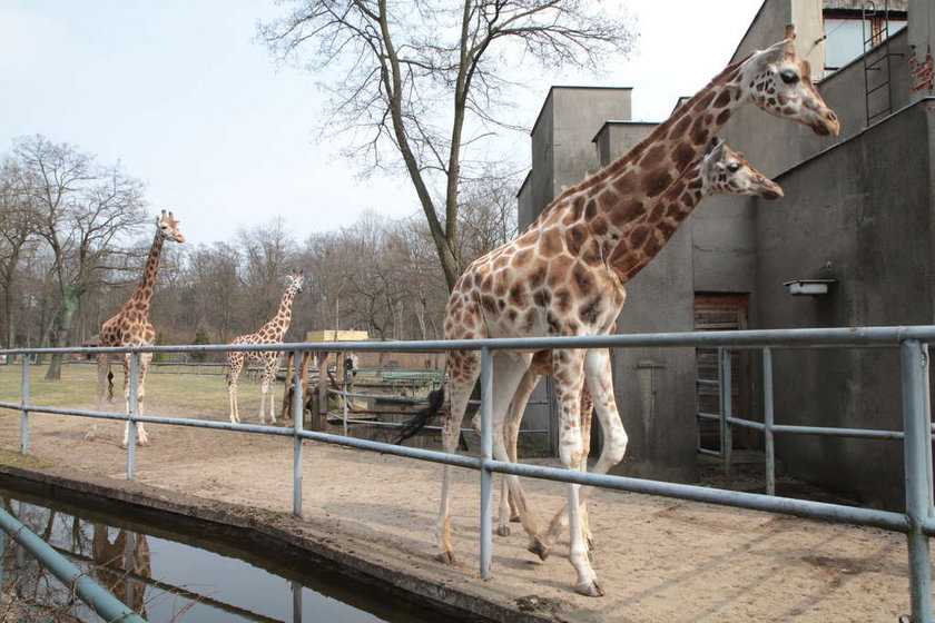 Żyrafy na wybiegu w Łódzkim Zoo