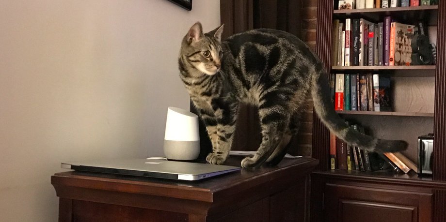 Larry FREAKED when he accidentally activated my Google Home.