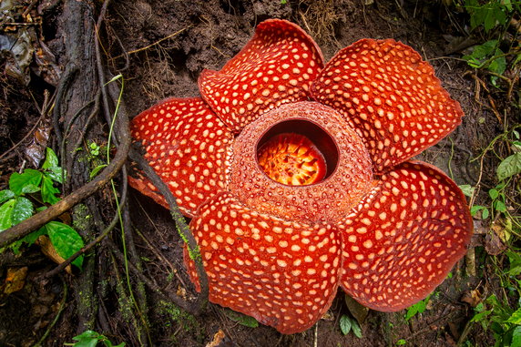 Raflezja Arnolda (Rafflesia arnoldii)