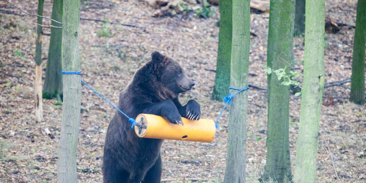 Misie w poznańskim zoo dostały nową zabawkę