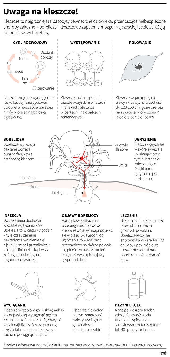 Kleszcze - Infografika