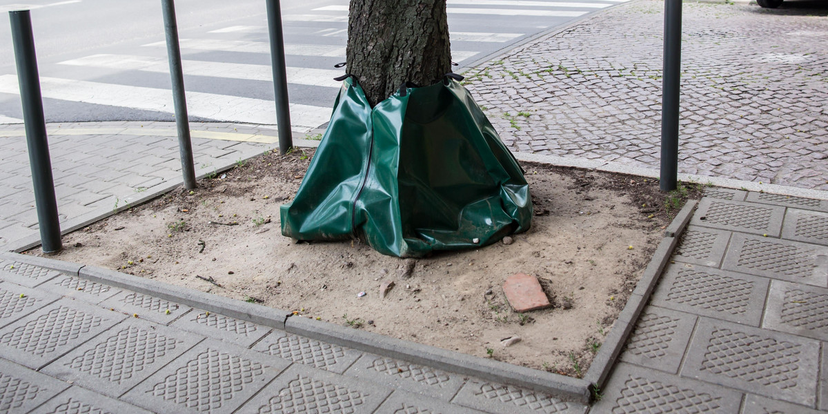 Testują nowy sposób podlewania drzew