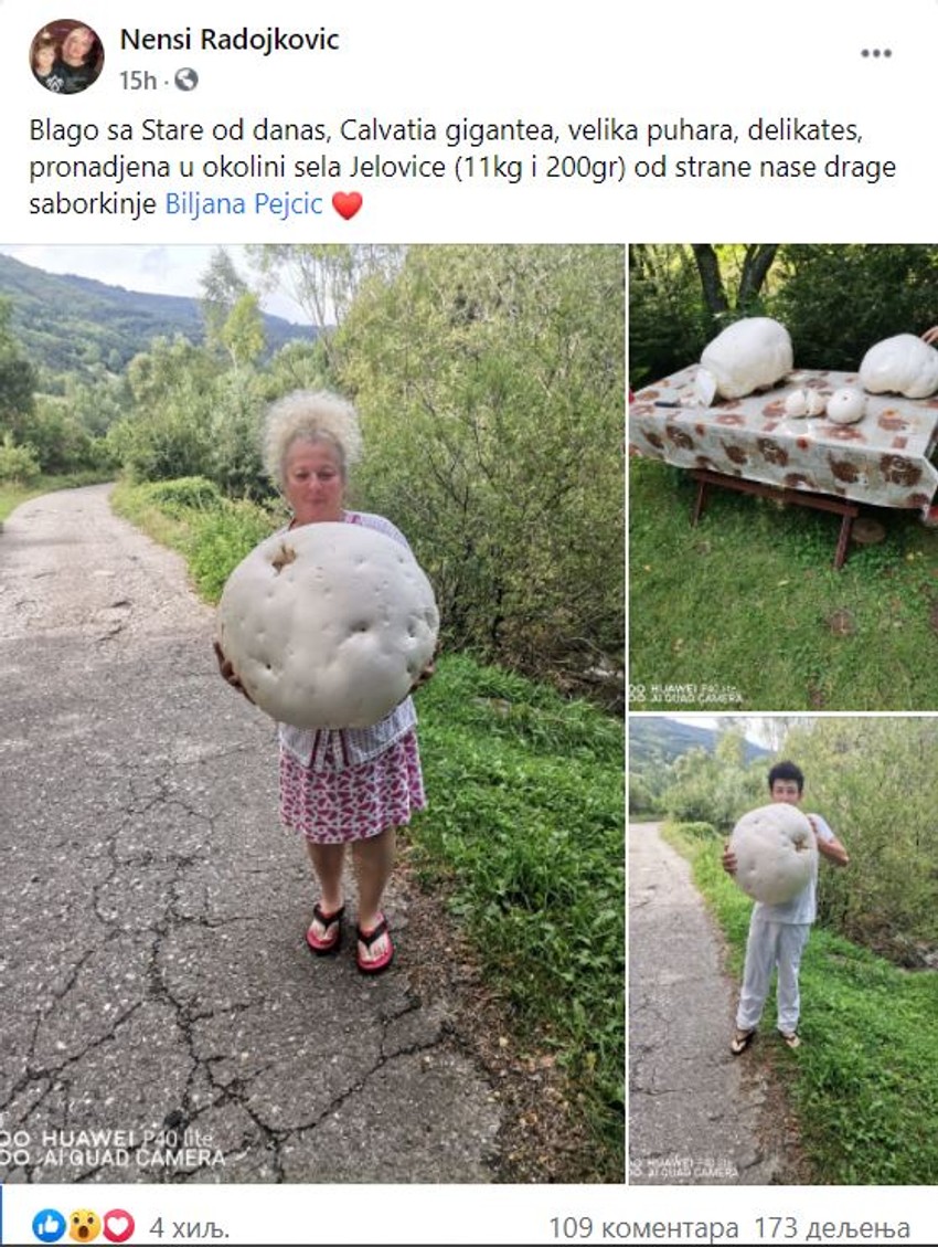 Biljina pečurka za Ginisa