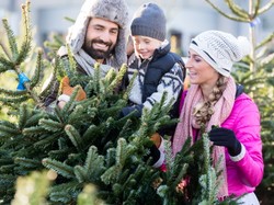 Choinka choince nierówna - na co zwrócić uwagę, poszukując "modelu" trwałego i pięknego?